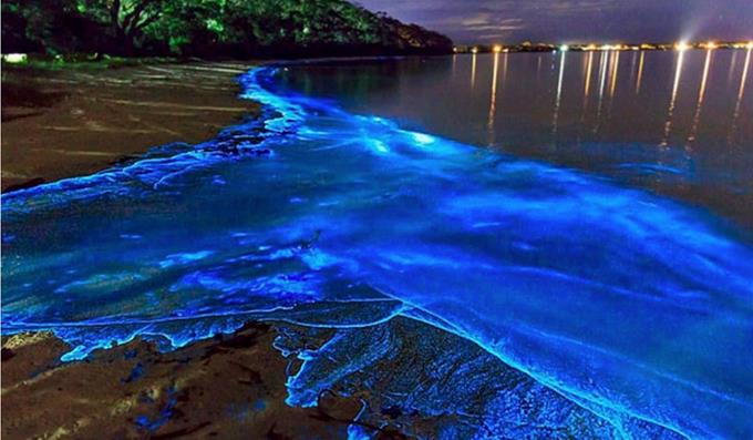 laguna grande bioluminiscent bay