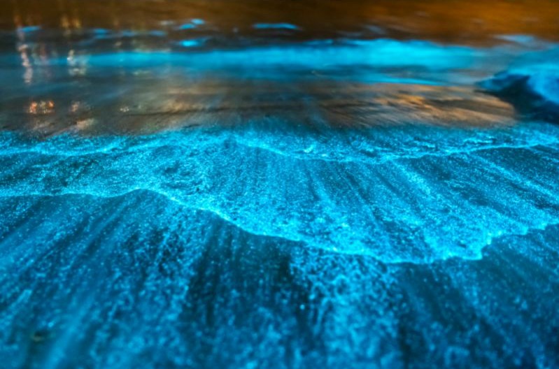 Bioluminescence Puerto Rico
