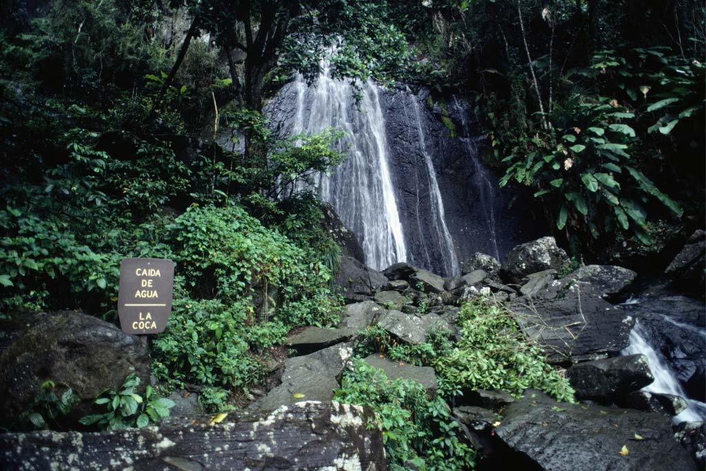 el yunque rainforest tours