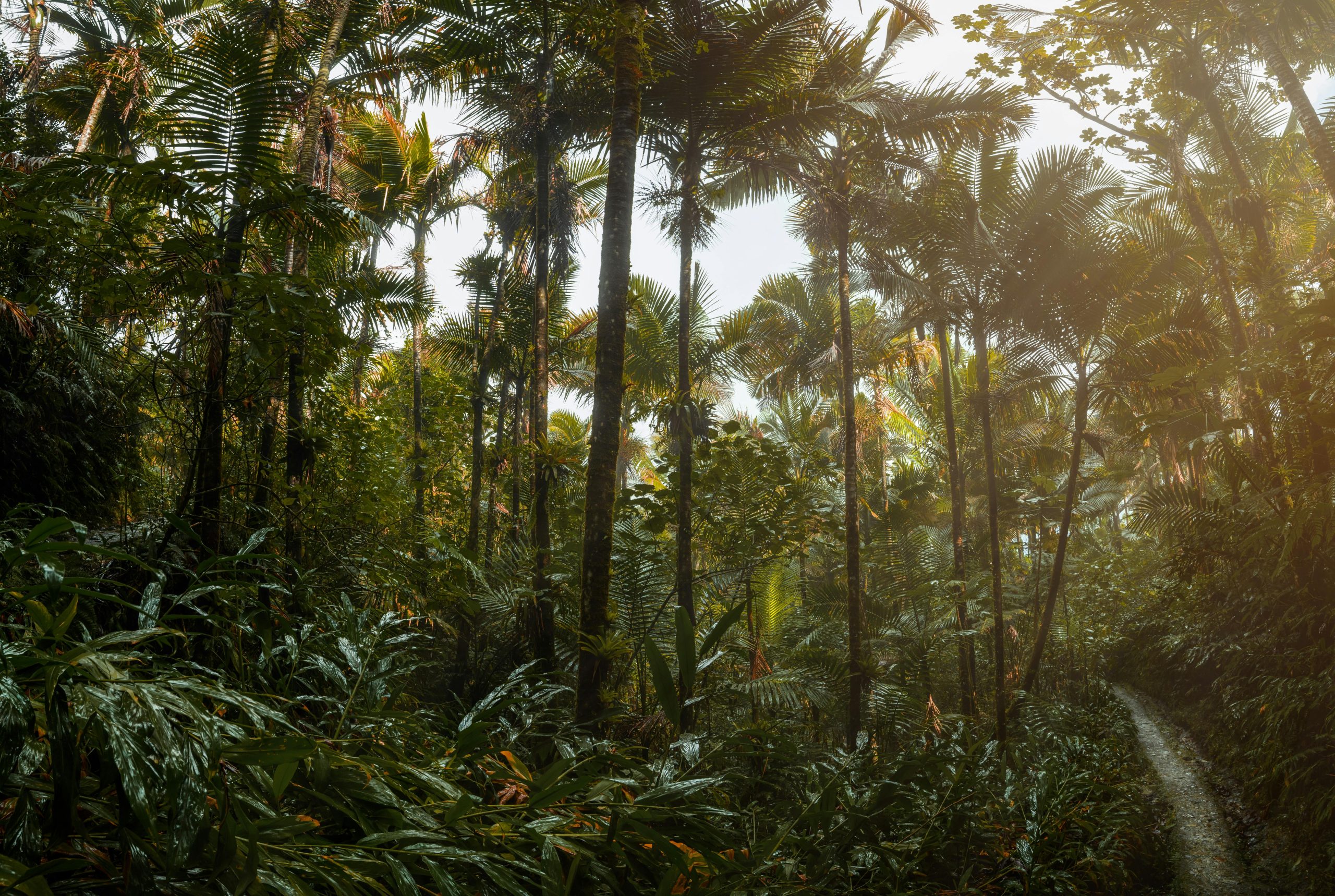 puerto rico rainforest tour island journeys