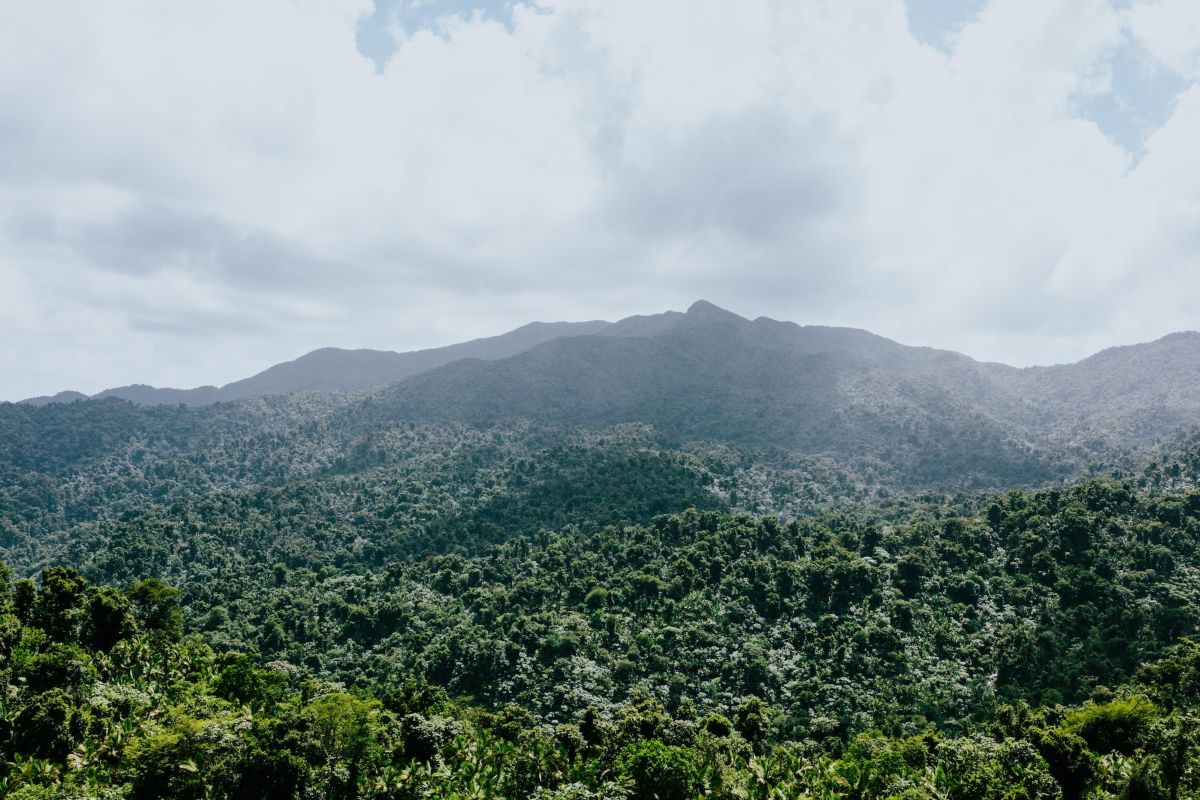 el yunque rain forest 